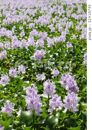 ホテイアオイ 32419745