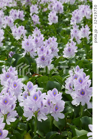 ホテイアオイ 32419750