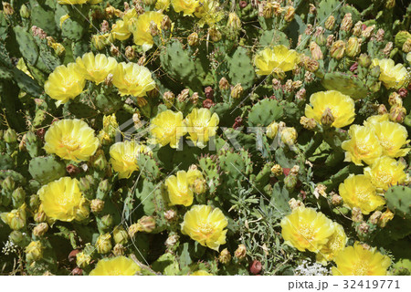サボテンの花 サボテンの花 32419771