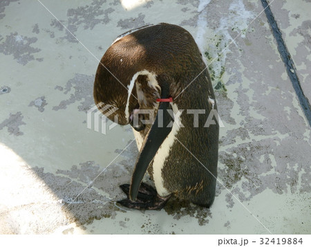 フンボルトペンギン 32419884