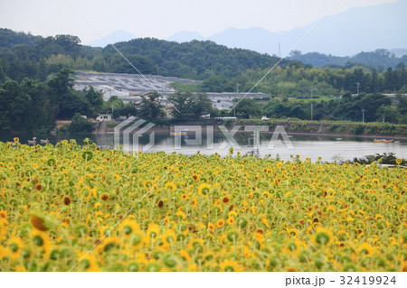 丹生湖ひまわり畑（群馬県富岡市） 32419924