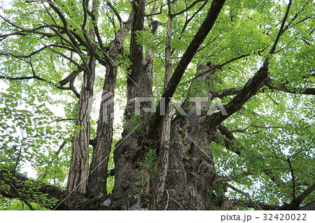 貫前神社のイチョウの木 貫前神社のイチョウの木 32420022