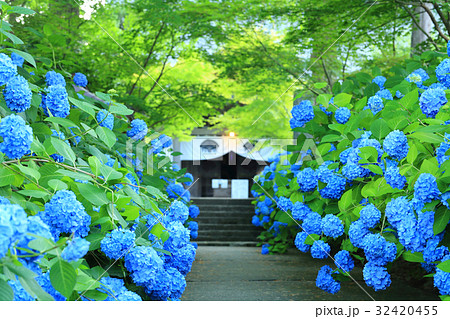 あじさいの風景 32420455