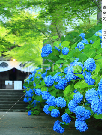 あじさいの風景 32420686