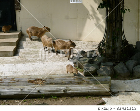 カピバラの親子 カピバラの親子 32421315