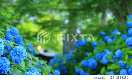 あじさいの風景 32421326