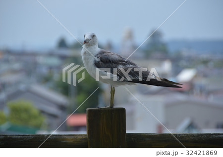 カモメ（三八城公園／青森県八戸市内丸） 32421869