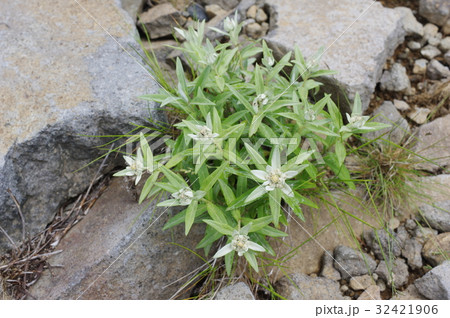 信州 美ヶ原の高山植物 ミネウスユキソウ 淡く咲く綿毛の花 エーデルワイスの日本版 信州 美ヶ原の高山植物 ミネウスユキソウ 淡く咲く綿毛の花 エーデルワイスの日本版 32421906