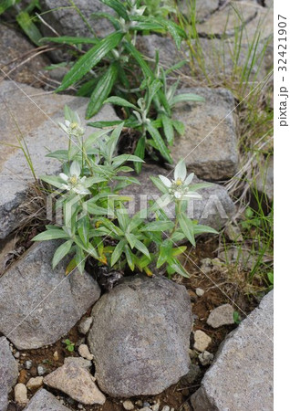 信州 美ヶ原の高山植物 ミネウスユキソウ 淡く咲く綿毛の花 エーデルワイスの日本版の写真素材