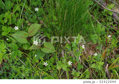 信州 美ヶ原の高山植物 オオヤマフスマ(大山衾) 群生 ヒメタガソデソウ(姫誰袖草)とも呼ばれる 信州 美ヶ原の高山植物 オオヤマフスマ(大山衾) 群生 ヒメタガソデソウ(姫誰袖草)とも呼ばれる 32422044