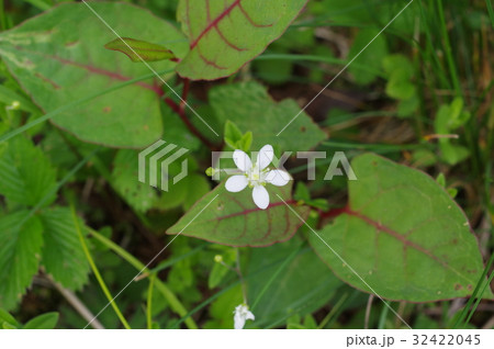 信州 美ヶ原の高山植物 オオヤマフスマ(大山衾)の花 ヒメタガソデソウ(姫誰袖草)とも呼ばれる 信州 美ヶ原の高山植物 オオヤマフスマ(大山衾)の花 ヒメタガソデソウ(姫誰袖草)とも呼ばれる 32422045
