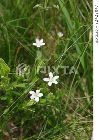 信州 美ヶ原の高山植物 オオヤマフスマ(大山衾) ヒメタガソデソウ(姫誰袖草)とも呼ばれる 信州 美ヶ原の高山植物 オオヤマフスマ(大山衾) ヒメタガソデソウ(姫誰袖草)とも呼ばれる 32422047