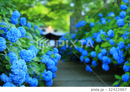 あじさいの風景 32422067