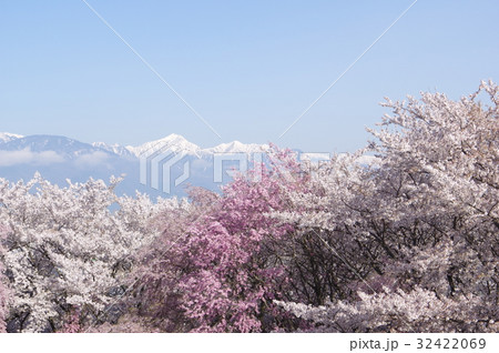 信州　松本の名所　弘法山古墳の桜　春は夜桜のライトアップなどで賑わう 32422069