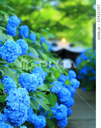 あじさいの風景 32422167