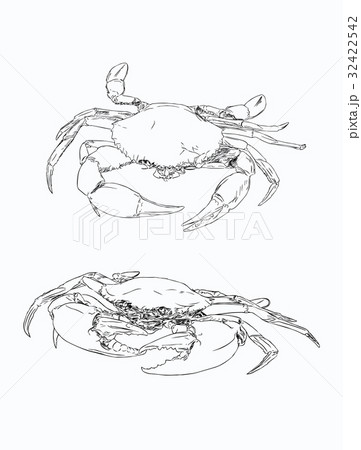 Vector vintage crab drawing. のイラスト素材 [32422542] - PIXTA
