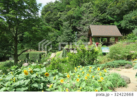 神戸布引ハーブ園～よろこびの庭のひまわり～ 32422668