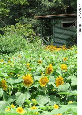 神戸布引ハーブ園~よろこびの庭のひまわり~ 神戸布引ハーブ園~よろこびの庭のひまわり~ 32422677