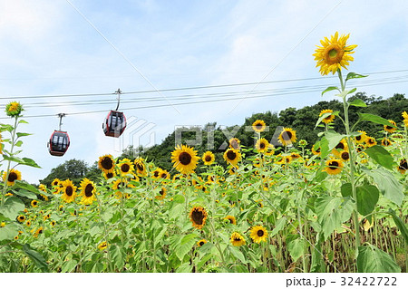 神戸布引ハーブ園～風の丘フラワー園のひまわり～ 32422722