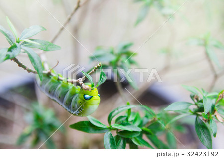 hawk-moth (Daphnis nerii, Sphingidae) caterpillar  32423192
