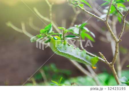 hawk-moth (Daphnis nerii, Sphingidae) caterpillar  32423193