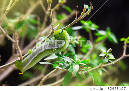 hawk-moth (Daphnis nerii, Sphingidae) caterpillar  32423197