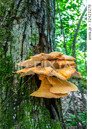 The tinder fungus 32423276