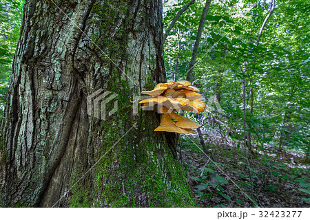 The tinder fungus 32423277