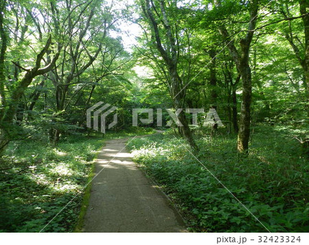 夏の北大船山 32423324