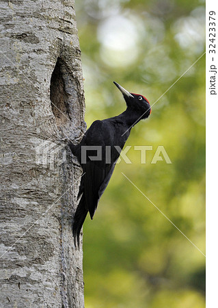 クマゲラ クマゲラ 32423379
