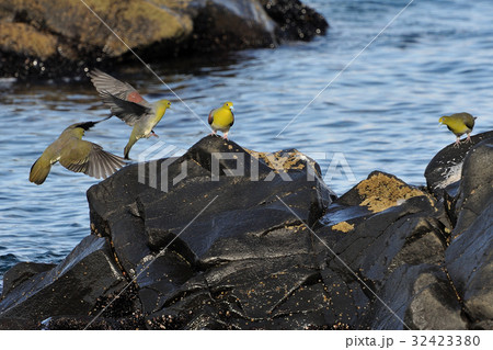 アオバト 32423380