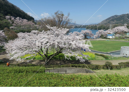 桜 桜 32423500