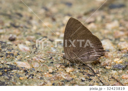 Image of brown butterfly on the ground. Insect. Image of brown butterfly on the ground. Insect. 32423819