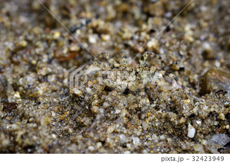 Image of River Huntress Spiders(Venatrix arenaris) 32423949