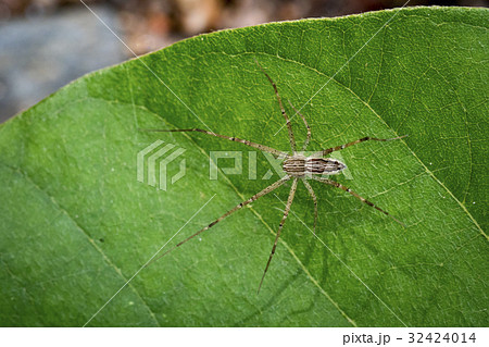 Image of Four-spotted Nursery Web Spider. Image of Four-spotted Nursery Web Spider. 32424014