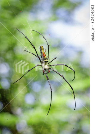 Image of Spider Nephila Maculata. 32424033