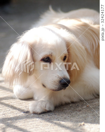 cute lovely white long hair young crossbreed dog 32424177