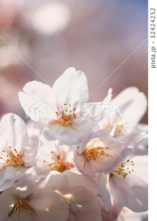 桜_石清水八幡宮 桜_石清水八幡宮 32424252