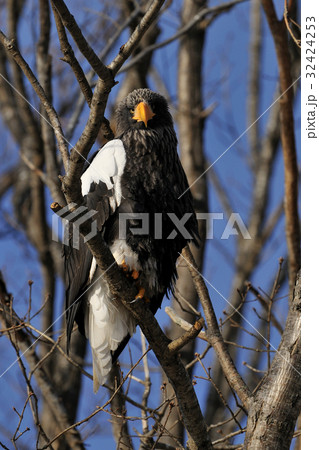 オオワシ 32424253