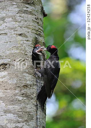 クマゲラ 32424258