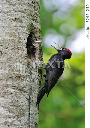 クマゲラ 32424259