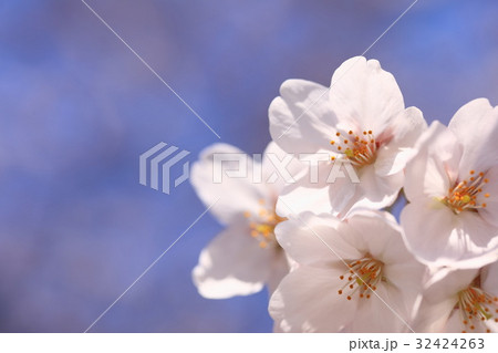 桜 石清水八幡宮の写真素材 桜 石清水八幡宮の写真素材