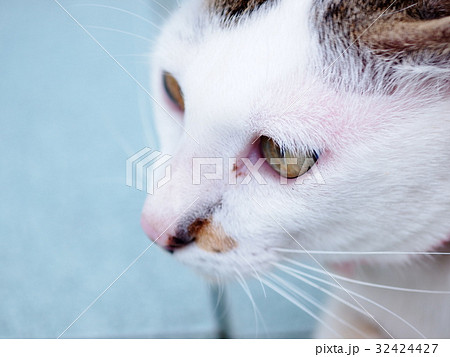 brown white lovely happy cute young tiny cat  32424427