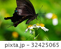 蝶 チョウ 蝴蝶 32425065