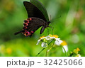 蝶 チョウ 蝴蝶 32425066