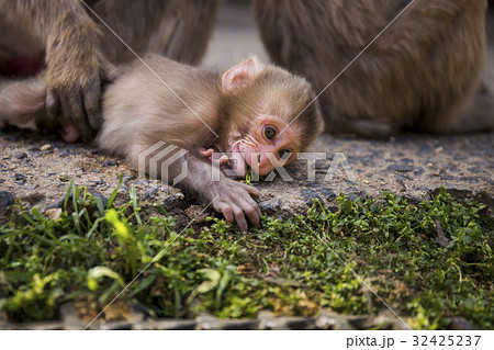子猿 お猿の国 小豆島の写真素材
