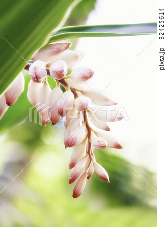 ゲットウの花のつぼみ 32425614