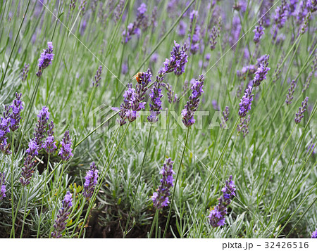 ラベンダーとハチ ラベンダーとハチ 32426516