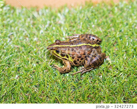 トウキョウダルマガエル トウキョウダルマガエル 32427273