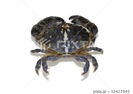 オウギガニ オウギガニ 32427845